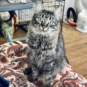 Image of Xochitl, Lost Cat