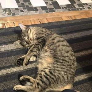 Image of Khaleesi, Lost Cat