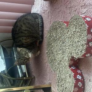 Image of Kitty, Lost Cat