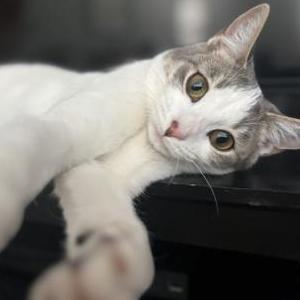Image of Disco, Lost Cat