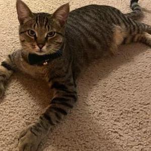 Image of Mittens, Lost Cat