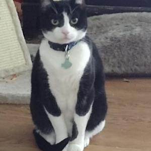 Lost Cat Bo