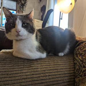 Image of M-Kitty, Lost Cat