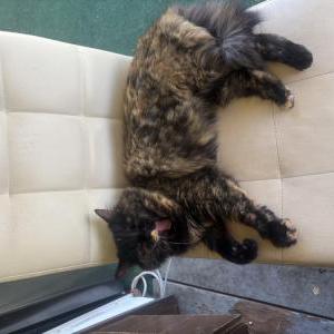 Image of Lily, Lost Cat