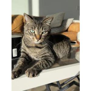 Image of Rue, Lost Cat