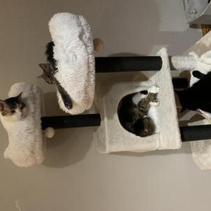Image of Cali, Lost Cat