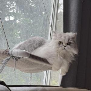 Image of Pearl, Lost Cat