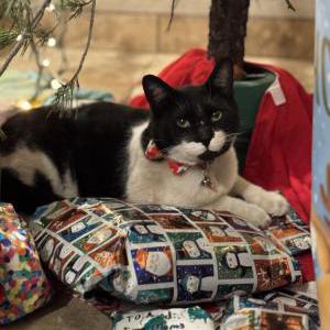 Lost 2 Prince Caspian (NM)