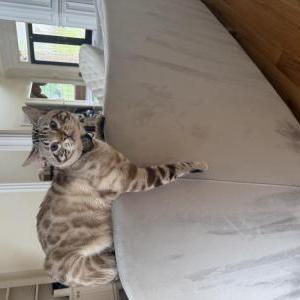 Image of Ice, Lost Cat