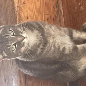 Image of Cloud, Lost Cat