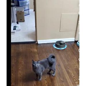 Image of Ash, Lost Cat