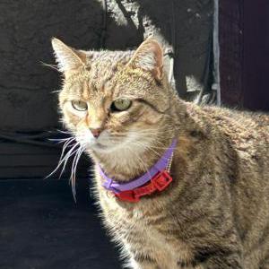 Image of Little Bit, Lost Cat