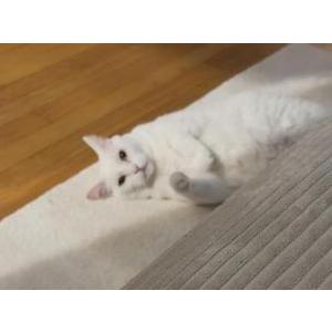 Image of Powder, Lost Cat