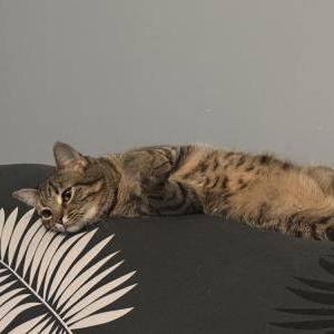 Image of Stormy, Lost Cat