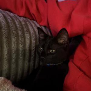 Image of Oslo “Ozzy”, Lost Cat