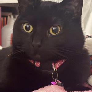 Image of NIMBUS, Lost Cat