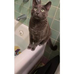 Image of Ash, Lost Cat