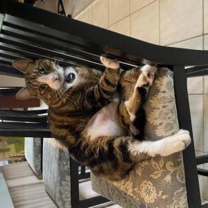 Image of Johnny Cat, Lost Cat