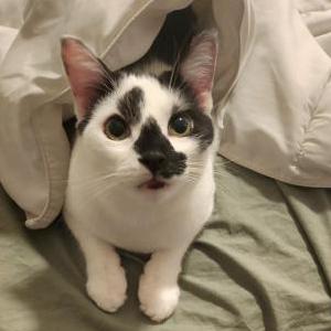 Image of Isaac, Lost Cat