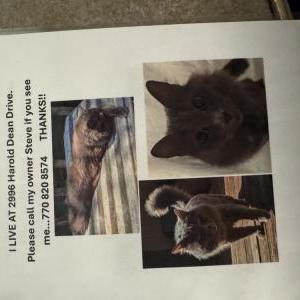 Image of Blue, Lost Cat