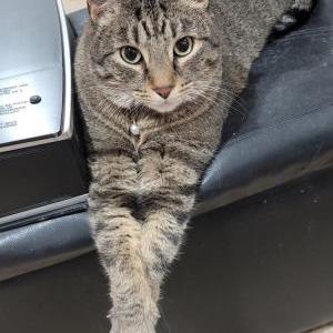 Image of Timber, Lost Cat