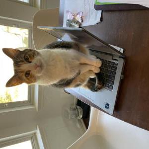 Image of Butterfly, Lost Cat