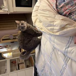 Image of Kitty, Lost Cat