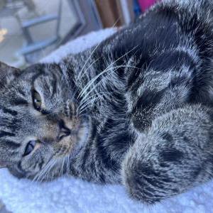 Image of Arnold, Lost Cat