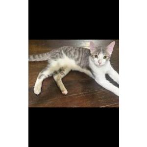 Image of Unknown grey and whi, Found Cat