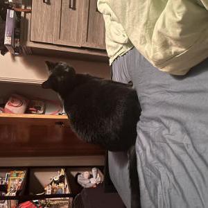 Image of Miney, Lost Cat