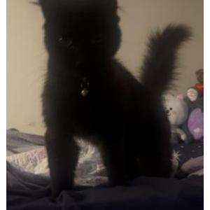 Image of Pixel, Lost Cat