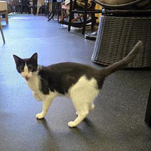 Image of Star, Lost Cat