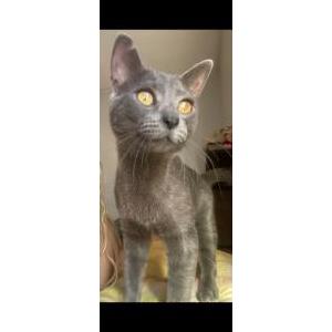 Image of ‘Tocin, Lost Cat