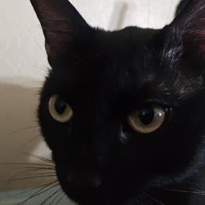 Image of Max, Lost Cat
