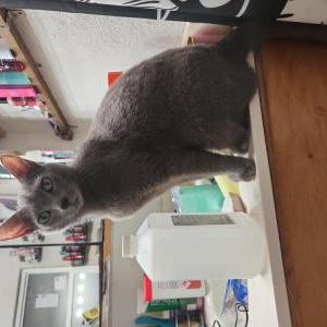Image of Faso, Lost Cat