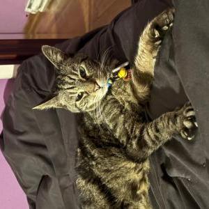 Lost 2 Bigglesworth (CT)