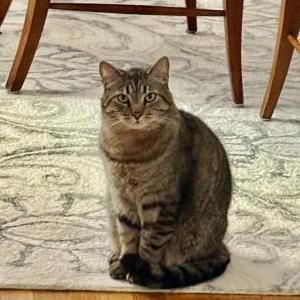 Lost 2 Mickey (North Carolina)