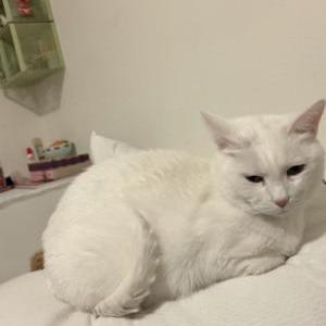 Image of Tokki, Lost Cat