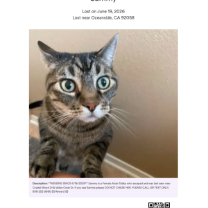 Image of Sammy, Lost Cat