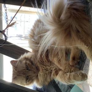 Image of Alani, Lost Cat