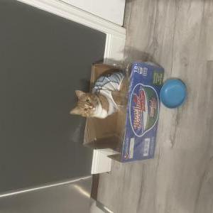 Image of Sammi, Lost Cat