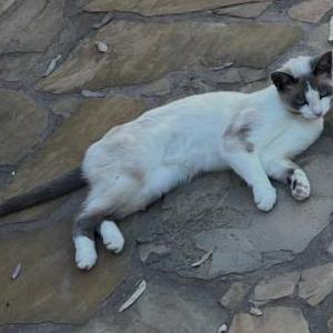 Image of Lacey, Lost Cat