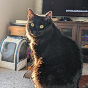 Image of Tars, Lost Cat
