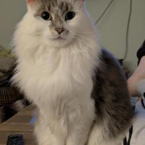 Image of Hamilton, Lost Cat