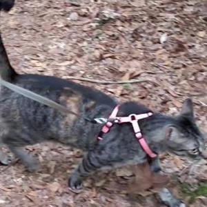 Image of Scotch, Lost Cat