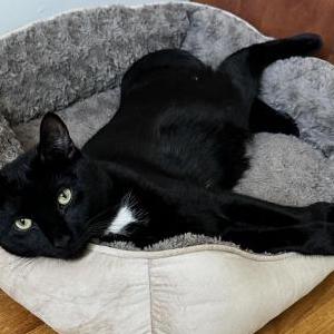 Image of Macaroni, Lost Cat