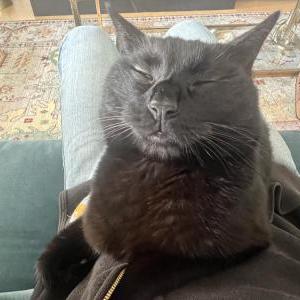 Image of Black Cat, Lost Cat