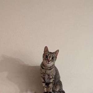 Image of Siesta, Lost Cat