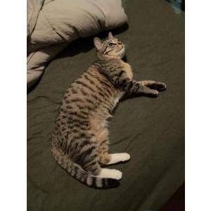 Image of Pip, Lost Cat