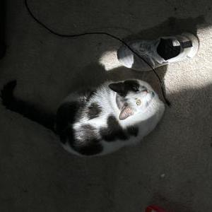 Lost Cat Moo